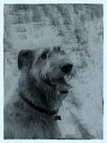 <br>Derek Rundell <br>2023 Summer Challenge<br>June: Black & White-Pet Photography<br> Friendly Hound