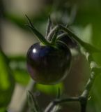<br>Valerie Payne<br>2023 Summer Challenge<br>July: Close Up or Macro -#1 Fruit/Vegetable<br>Unripe Black Cherry Tomato