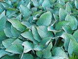 <br>Trish Rankin<br>2023 July  <br>London Drugs Canvas Print <br>Theme:Open<br>Greenery
