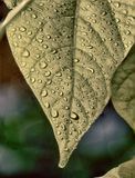 <br>Derek Rundell<br>2023 Summer Challenge<br>July:Close Up or Macro<br>Droplets#2