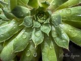 <br>Martha Aguero <br>2023 Summer Challenge<br>July: Close Up or Macro #4 - Water Droplets<br>After the summer rain