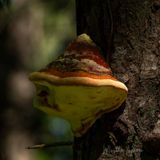 <br>Martha Aguero<br>2023 Summer Challenge<br>August: #4 Take Your Pic <br>Closeup or Macro<br>Fungus