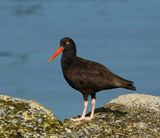 <br>Willie Harvie<br>Chemainus<br>Field Trip August 12, 2023<br>Oystercatcher 