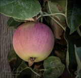 <br>Racine Erland<br>2023 Summer Challenge<br>August:  #4 Take Your Pic<br>Close Up: Raw Fruit<br>An Apple a Day...