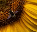 <br>Carl Erland<br>August 2023<br>Sunflower Pollinater