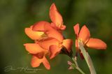 <br>Jan Heerwagen<br>2023 Summer Challenge<br>August: #1 Unaltered image<br>Orange Canna Lily