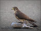 <br>Racine Erland<br>September 2023<br>A Small Fierce Falcon
