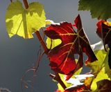 <br>Willie Harvie<br>Cowichan Wineries<br>Field trip Sept. 18 - 30, 2023<br>Red & Green