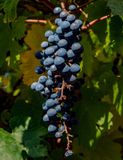 <br>Ed Taje<br>Cowichan Wineries<br>.Field Trip-Sept 18-30,2023<br>Grapes by the Bunch