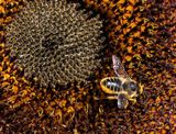 <br>Carl Erland<br>October 2023<br>October Pollinator 
