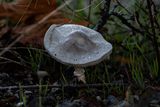 <br>Carl Erland<br>October 2023<br>Pop up Fungi
