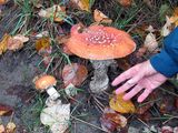 <br>Willie Harvie<br>October 2023<br>Large Fungi 