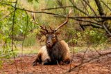 <br>Martha Aguero<br>October 2023<br>Elk in the forest