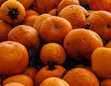 <br>Ed Taje<br>Halloween<br>Field Trip Oct 15-31,2023<br>Jack-O-Lanterns, Assembly Required