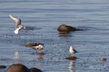<br>Racine Erland<br>October 2023<br>Non-breeding Bonapartes Gulls