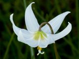 <br>Nancy Oliver<br>2023 Celebration of Nature<br>Fawn Lilly