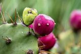 <br>Lynn Harnish<br>2023 Celebration of Nature<br>Prickly Pear
