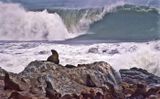 <br>Bob Skelton<br>2023 Celebration of Nature<br>Namib Fur Seal Guardian