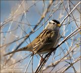 <br>Racine Erland<br>November 2023<br>White-crowned Sparrows have Dialects