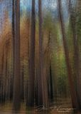 <br>Jan Heerwagen<br>November 2023<br>Redwood Forest