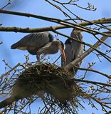 <br>Willie Harvie<br>March 2024<br>Nest Building