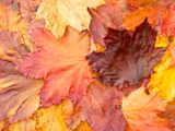 <br>Trish Rankin<br>2024 CAPA Colour<br>Autumnal Carpet