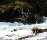 <br>Willie Harvie<br>Rivers<br>Field Trip April 1 - 14th, 2024<br>Tenacity