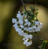 <br>Racine Erland<br>Blossoms<br> Field Trip - April 15-30, 2024<br>Cherry Blossoms
