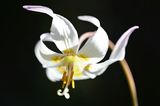 <br>Pam Dobbs<br>April 2024<br>Fawn Lily