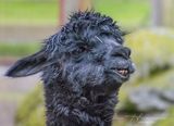 <br>Jan Heerwagen<br>April 2024<br>Lacy the Alpaca