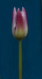 <br>Carl Erland<br>April 2024<br>Tulip