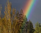 <br>Carl Erland<br>May 2024<br>Lake Cowichan Rainbow