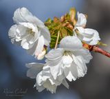<br>Racine Erland<br>April 2024<br>Bloomming and Beautiful