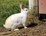 <br>Willie Harvie<br>Farm Animals<br>Field Trip May 1 - 14, 2024<br>Free Range Bunny