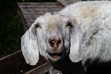 <br>Carl Erland<br>Farm Animals<br>Field Trip - May 1-14, 2024<br>Strange Goat