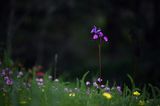 <br>Pam Dobbs<br>Blossoms<br> Field Trip - April 15-30, 2024<br>