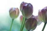 <br>Lynn Harnish<br>May 2024<br>A Lavender Haze