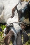 <br>Claus Madsen<br>Farm Animals<br>Fiels Trip - May 1-14,2024<br>Goats<br>