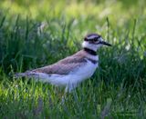 <br>Racine Erland<br>May 2024<br>Killdeer