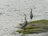 <br>Nancy Oliver<br>Mainas<br>Field Trip - May 13-31, 2024<br> Herons
