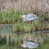 <br>Jan Heerwagen<br>May 2024<br>Found a Morsel