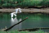 <br>Marilyn Jeffries<br>May 2024<br>Whispering Wings<br>