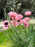 <br>Martha Aguero<br>June 2024<br>Coral Poppies