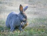 <br>Racine Erland<br>July 2024<br>Bunny Behaviour