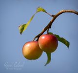 <br>Racine Erland<br>August 2024<br>Roadside Plums