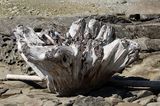 20 <br>Willie Harvie<br>2024 Summer Challenge<br>20. Desolation<br>Stump Remains
