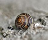 05 <br>Willie Harvie<br>2024 Summer Challenge<br>05 - Non-Flower Macro<br>Snail on Stucco
