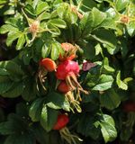 <br>Willie Harvie<br>July 2024<br>X- Large Rose Hips 