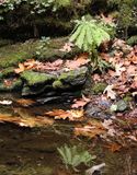 <br>Willie Harvie<br>October 2024<br>Maiden hair fern 