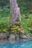 <br>Jan Heerwagen<br>August 2024<br>Signs of Fall
